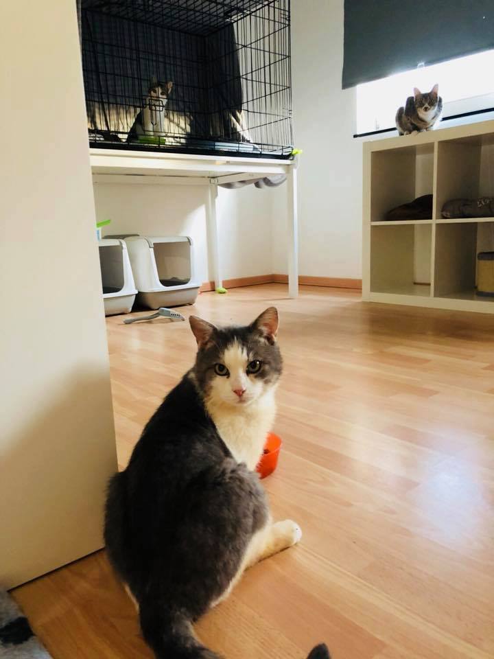 Image CatRescue