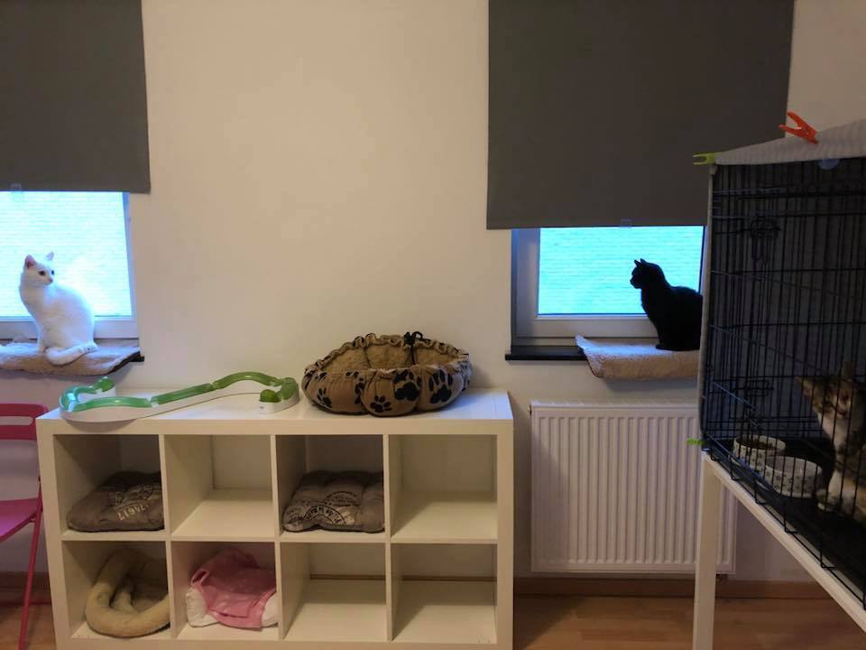 Image CatRescue